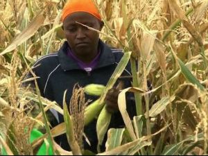Farming in Turkana Kenya